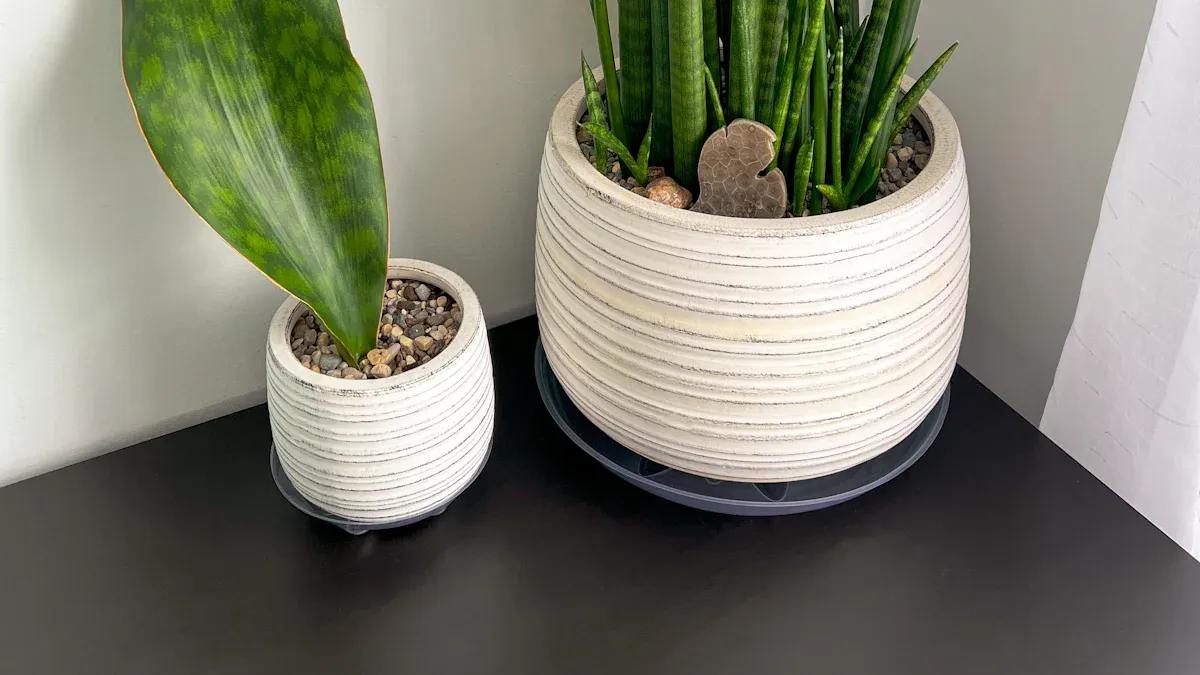 Signs It’s Time to Repot Your Snake Plant