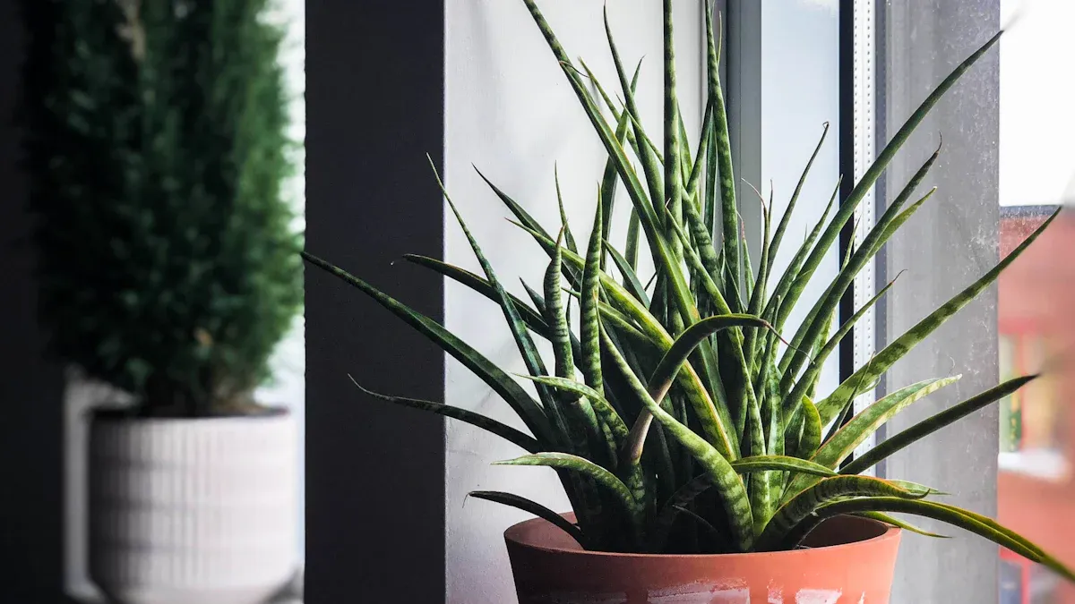 The Importance of Pot Size for Snake Plants