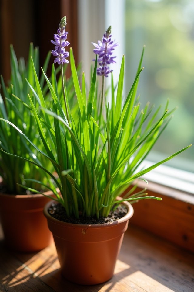 mild onion flavor herb