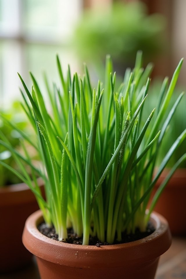 vibrant flavor for dishes